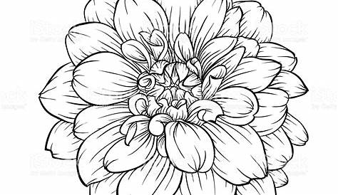 Black And White Dahlia Flower Drawing Line At Explore