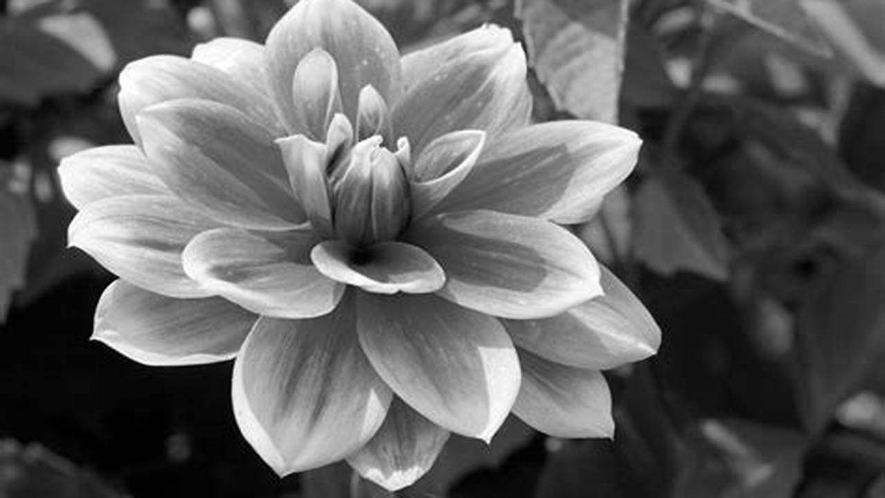 Discover the Art and Beauty of Black and White Flower SVGs