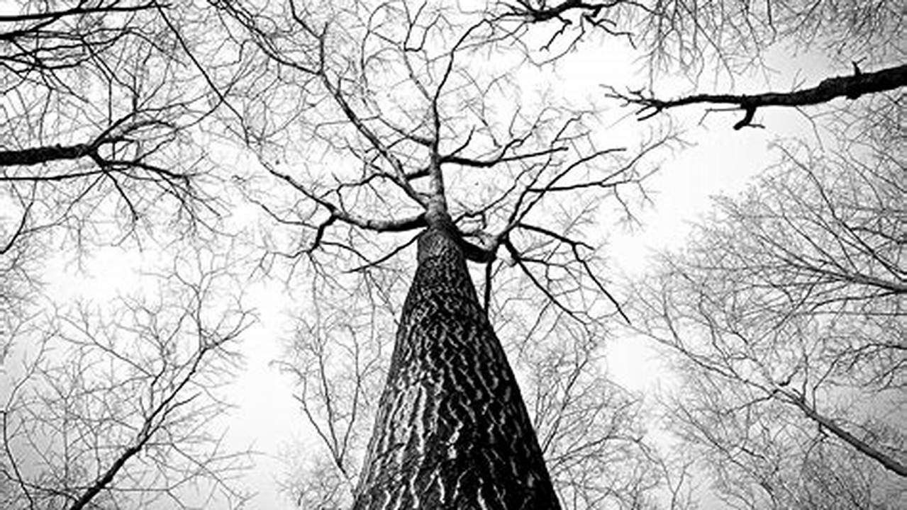 Unveil the Art Within: Discover the Timeless Beauty of Black and White Tree Photography