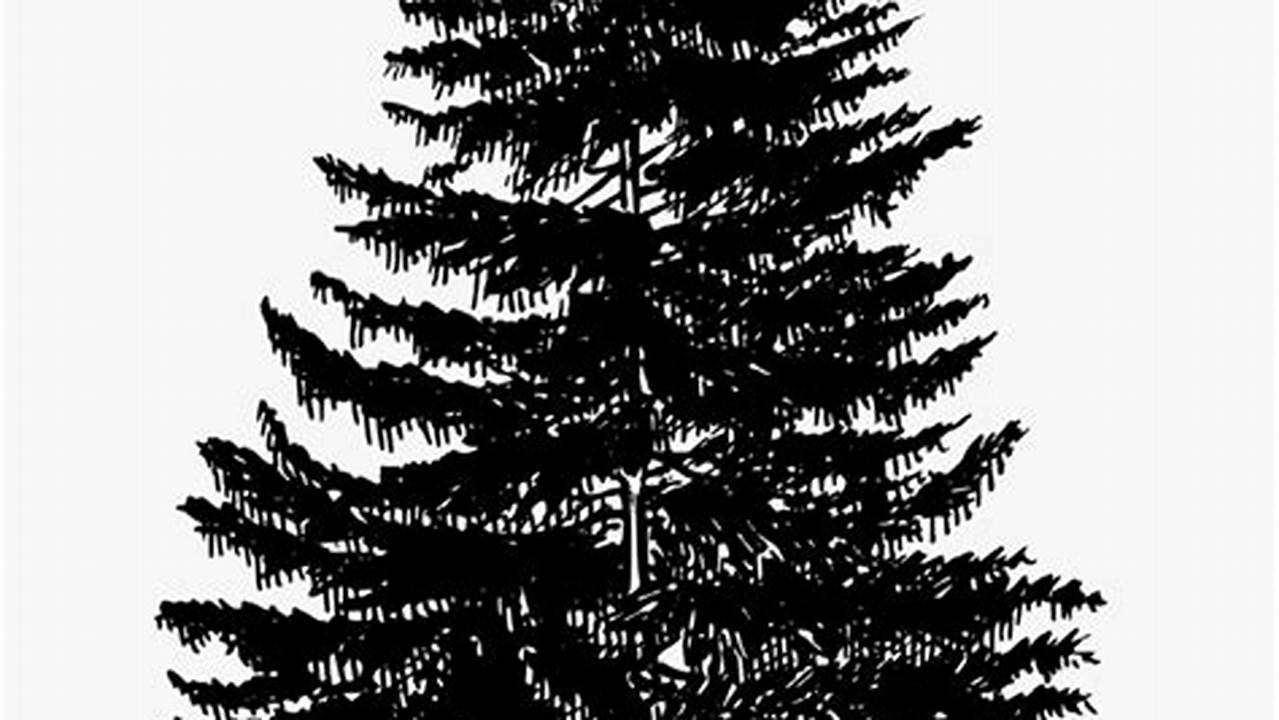 Discover the Timeless Beauty of Black and White Pine Tree Clip Art