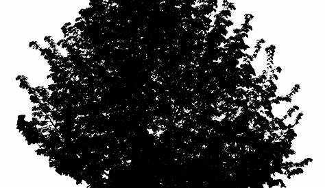 Oaktree Clipart Tree Clipart Black And White