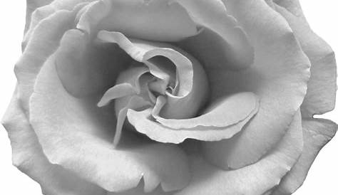 Vector Black And White Rose PNG Background | PNG Arts