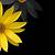black and yellow flower wallpaper