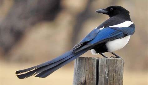 Black Billed Magpie Gift Ideas Postcard Cute Bird S