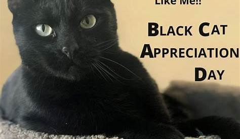 Black Cat Appreciation Day | Black Cat Super Stars of the Internet