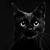 black cat hd wallpaper download