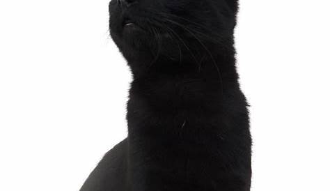 Persian cat British Longhair Kitten Black cat - long-haired png