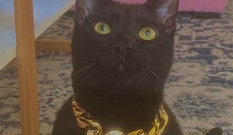 Black cat necklace, cute black cat jewelry - black cat charm on silver