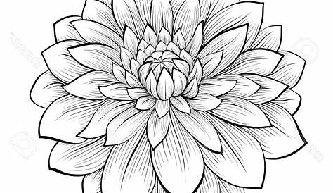 Ink drawing of black dahlia flower Royalty Free Vector Image