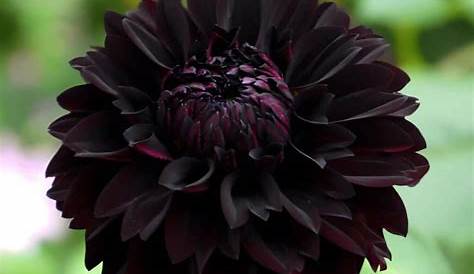 Dahlia flower, Black flowers, Flower seeds
