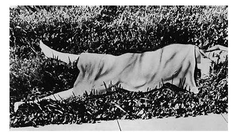 Elizabeth Short aka The Black Dahlia, was a woman who fell