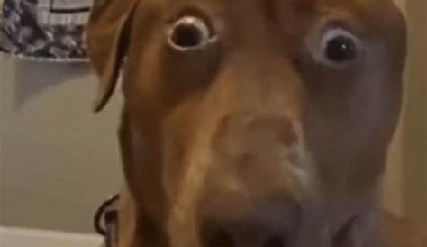 Awkward dog face Blank Template - Imgflip