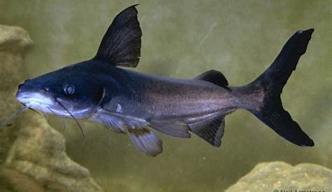 Small Black Catfish | My Aquarium Club