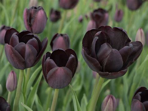 9 Black Flowers to Add Contrast to Your Garden Black flowers, Plants