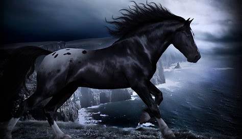 Black Horse Images Hd Wallpapers Wallpaper Cave