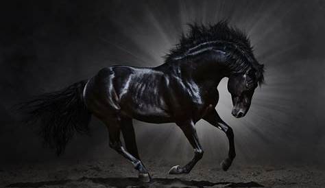 Black Horse Pictures Wallpaper ·① Tag