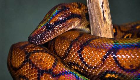 Black Mamba Rainbow Boa Snake Images Brazilian Epicrates Cenchria Photograph By