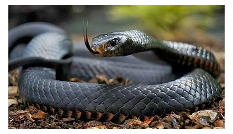 Black Mamba Serpent Le Plus Dangereux Univers Reptiles