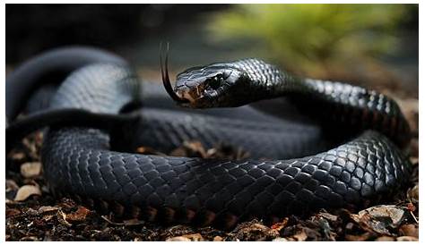 Black Mamba Serpent Vitesse Animal World And Snake Farm