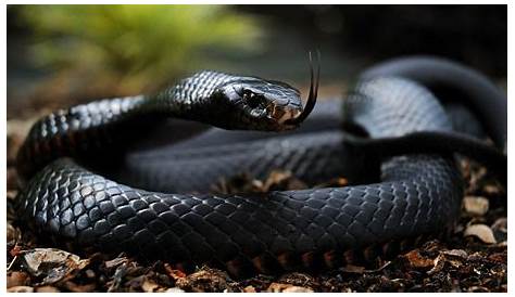 Deadly Black Mamba Snake 'On The Loose In The UK'