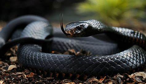 Black Mamba Snake Facts , Pictures & Information. Venomous