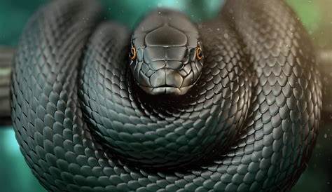Black Mamba Snake Hd Pics Wallpapers Wallpaper Cave