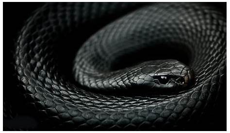 Black Mamba Wallpapers (69+ images)