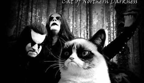 My Cat Afther we listen to some Black Metal Creepy Cat