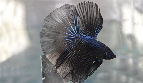CT87 Combi Black Orchid Crowntail ! Betta 138