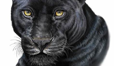 Black Panther Animal Drawing , , Watercolor, Jaguar, Background,