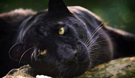 Black Panther Animal Full Hd Wallpaper HD Background Image 2048x1363