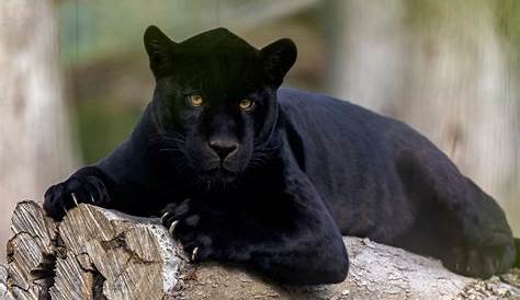 Black Panther Animal Hd Wallpaper 4k Ultra HD Background Image
