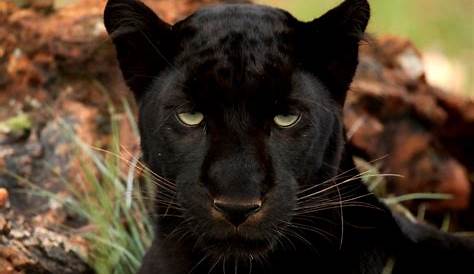 Black Panther Animal Images Wallpapers Wallpaper Cave