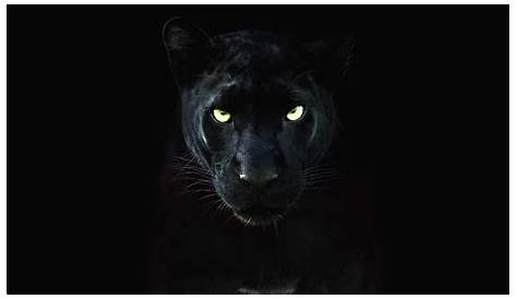 Black Panther Animal Tattoo 24