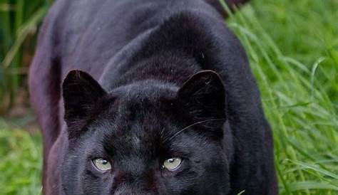 Black Panther Animal Tumblr Jaguar On