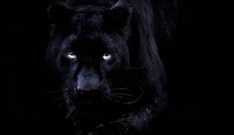 Download 1920x1080 wallpaper black panther, predator