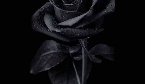 Black Rose Wallpaper Iphone 8 Pin By Dimie Callwood On Screenshots