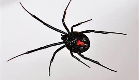 Black Widow Spider Actual Size Cyberounds CME