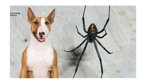 Black Widow Spider Bites On Dogs The Danger Of To Your Dog (With Photos