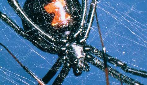 Black Widow Spider Eating Male Mating s Stock Image Z430/0372