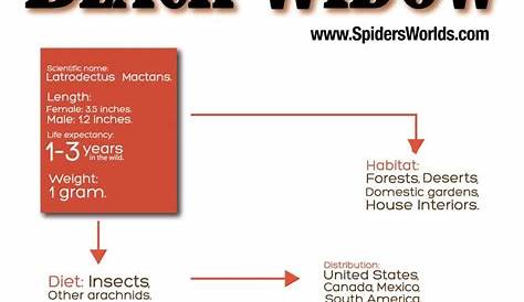 Black Widow Spider Facts, Worksheets & Taxonomy For Kids