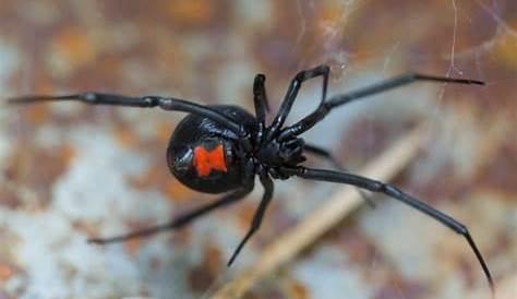 Southern Black Widow Infographic Spider Facts and