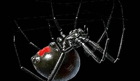 Black Widow Spider Gif Idées Fantastiques Deartoffie