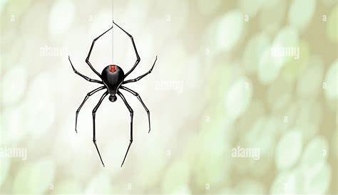 black widow spider hanging from a single web line Stock