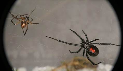 Black Widow Spider Male And Female Pictures The Differences Between & s Sciencing