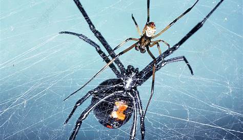 Black Widow Spider Male And Female 5 Deadliest s In The World Glendale Symphony Pest
