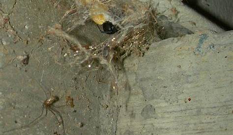 Black Widow Spider Nest Pictures A 's YouTube