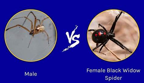 Black Widow Spider Size Comparison To Penny ACK. Not A Small