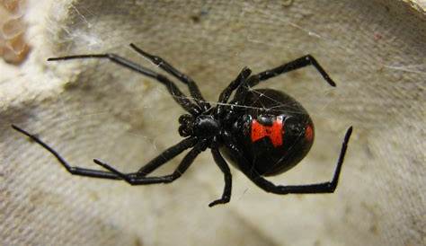 Black Widow Spider Size Buggin' Around