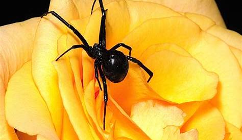 Black Widow Spider Wallpaper Hd s s Cave